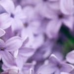 Cosa piantare in un terreno argilloso-calcareo? Consigli e piante adatte  

I terreni argilloso-calcarei presentano sfide particolari per i giardinieri, ma con le giuste piante e alcune accortezze, puoi creare un giardino rigoglioso. Ecco i nostri consigli per sfruttare al meglio questo tipo di terreno.  

### Caratteristiche del terreno argilloso-calcareo  
- **Struttura compatta** (tende a compattarsi e a trattenere l'acqua in inverno)  
- **Ricco di minerali** (fertile ma può essere alcalino)  
- **Difficile da lavorare** (appiccicoso quando bagnato, duro quando asciutto)  

### Piante adatte a terreni argilloso-calcarei  
#### **Alberi e arbusti**  
- **Acero campestre** (*Acer campestre*)  
- **Buddleia** (*Buddleja davidii*)  
- **Ligustro** (*Ligustrum vulgare*)  

#### **Fiori perenni**  
- **Echinacea** (*Echinacea purpurea*)  
- **Salvia ornamentale** (*Salvia nemorosa*)  
- **Achillea** (*Achillea millefolium*)  

#### **Ortaggi resistenti**  
- **Cavolo** (*Brassica oleracea*)  
- **Spinacio** (*Spinacia oleracea*)  
- **Carota** (*Daucus carota*)  

### Consigli per migliorare il terreno  
- **Aggiungi materia organica** (compost, letame maturo)  
- **Evita di lavorare il terreno quando è bagnato** (per non compattarlo ulteriormente)  
- **Pacciamatura** (aiuta a mantenere l'umidità e migliora la struttura)  

Con queste piante e accorgimenti, il tuo terreno argilloso-calcareo diventerà un'opportunità anziché un limite! ????