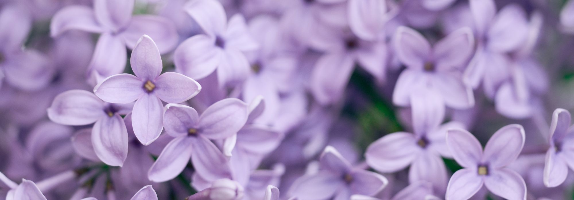 Cosa piantare in un terreno argilloso-calcareo? Consigli e piante adatte  

I terreni argilloso-calcarei presentano sfide particolari per i giardinieri, ma con le giuste piante e alcune accortezze, puoi creare un giardino rigoglioso. Ecco i nostri consigli per sfruttare al meglio questo tipo di terreno.  

### Caratteristiche del terreno argilloso-calcareo  
- **Struttura compatta** (tende a compattarsi e a trattenere l'acqua in inverno)  
- **Ricco di minerali** (fertile ma può essere alcalino)  
- **Difficile da lavorare** (appiccicoso quando bagnato, duro quando asciutto)  

### Piante adatte a terreni argilloso-calcarei  
#### **Alberi e arbusti**  
- **Acero campestre** (*Acer campestre*)  
- **Buddleia** (*Buddleja davidii*)  
- **Ligustro** (*Ligustrum vulgare*)  

#### **Fiori perenni**  
- **Echinacea** (*Echinacea purpurea*)  
- **Salvia ornamentale** (*Salvia nemorosa*)  
- **Achillea** (*Achillea millefolium*)  

#### **Ortaggi resistenti**  
- **Cavolo** (*Brassica oleracea*)  
- **Spinacio** (*Spinacia oleracea*)  
- **Carota** (*Daucus carota*)  

### Consigli per migliorare il terreno  
- **Aggiungi materia organica** (compost, letame maturo)  
- **Evita di lavorare il terreno quando è bagnato** (per non compattarlo ulteriormente)  
- **Pacciamatura** (aiuta a mantenere l'umidità e migliora la struttura)  

Con queste piante e accorgimenti, il tuo terreno argilloso-calcareo diventerà un'opportunità anziché un limite! ????