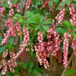 Come moltiplicare il Pieris?