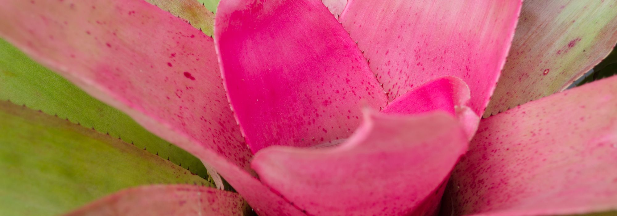 **Neoregelia: coltivazione e cura**  

Il **Neoregelia** è una pianta appartenente alla famiglia delle Bromeliacee, apprezzata per le sue foglie colorate e la sua facilità di coltivazione. Originaria delle foreste tropicali del Sud America, questa pianta è perfetta per aggiungere un tocco esotico al tuo giardino o alla tua casa.  

### **Coltivazione del Neoregelia**  

1. **Luce**:  
   Il Neoregelia ama la luce brillante ma indiretta. Evita l'esposizione diretta al sole, che potrebbe bruciare le foglie.  

2. **Temperatura**:  
   Questa pianta prospera in ambienti caldi, con temperature ideali tra i 18°C e i 27°C. Evita correnti d'aria fredda e temperature inferiori ai 15°C.  

3. **Terreno**:  
   Utilizza un substrato leggero e ben drenante, come un mix per orchidee o una miscela di torba e perlite.  

4. **Acqua**:  
   Mantieni il "vaso" centrale della pianta (la rosetta di foglie) sempre pieno d'acqua, preferibilmente acqua piovana o demineralizzata. Innaffia anche il terreno, ma assicurati che non rimanga troppo bagnato per evitare marciumi radicali.  

5. **Umidità**:  
   Il Neoregelia ama l'umidità elevata. Nebulizza regolarmente le foglie o posiziona la pianta su un vassoio con ciottoli e acqua.  

### **Cura del Neoregelia**  

- **Concimazione**:  
  Durante la stagione di crescita (primavera ed estate), utilizza un fertilizzante liquido diluito per piante epifite ogni 4-6 settimane.  

- **Rinvaso**:  
  Rinvasare ogni 2-3 anni o quando la pianta diventa troppo grande per il suo contenitore.  

- **Propagazione**:  
  Il Neoregelia produce piccole piante figlie (chiamate "pup") alla base. Quando queste raggiungono circa un terzo delle dimensioni della pianta madre, possono essere separate e trapiantate.  

### **Problemi comuni**  

- **Foglie scolorite**:  
  Potrebbero indicare troppa luce diretta o carenze nutrizionali.  

- **Marciume radicale**:  
  Causato da un eccesso di acqua nel terreno. Assicurati che il substrato sia ben drenante e non lasciare acqua stagnante.  

- **Parassiti**:  
  Controlla la presenza di cocciniglie o afidi, soprattutto nelle ascelle delle foglie.  

Con le giuste cure, il Neoregelia regalerà un'esplosione di colori e un'atmosfera tropicale al tuo spazio verde!