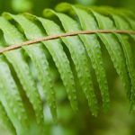 **Felce di Boston (Nephrolepis): Coltivazione e Cura**