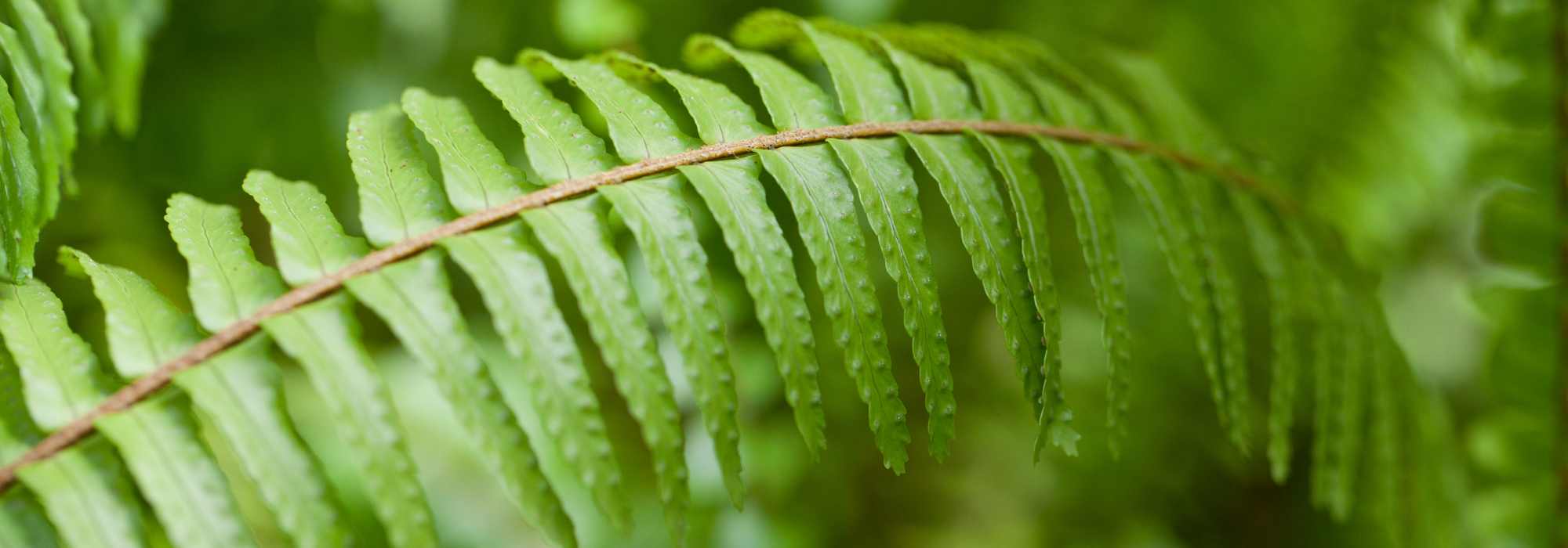 **Felce di Boston (Nephrolepis): Coltivazione e Cura**