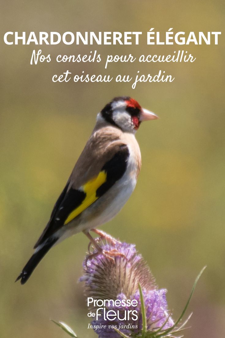 Carduelis carduelis (non tradurre i nomi scientifici)