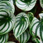 Peperomia: coltivazione, cura e scelta delle varietà