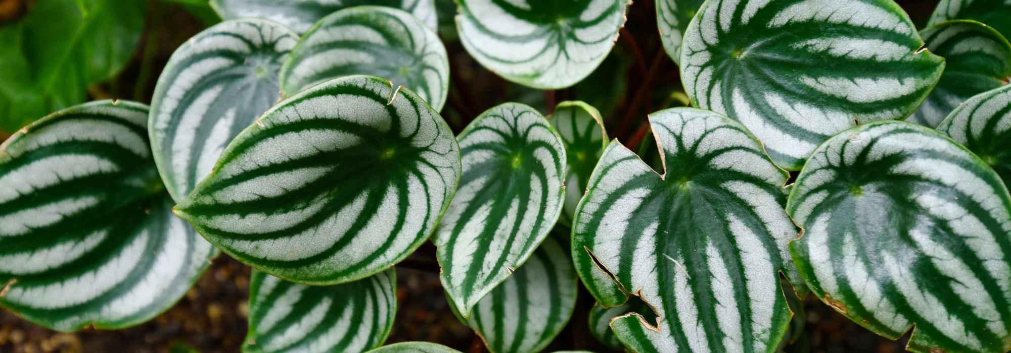Peperomia: coltivazione, cura e scelta delle varietà