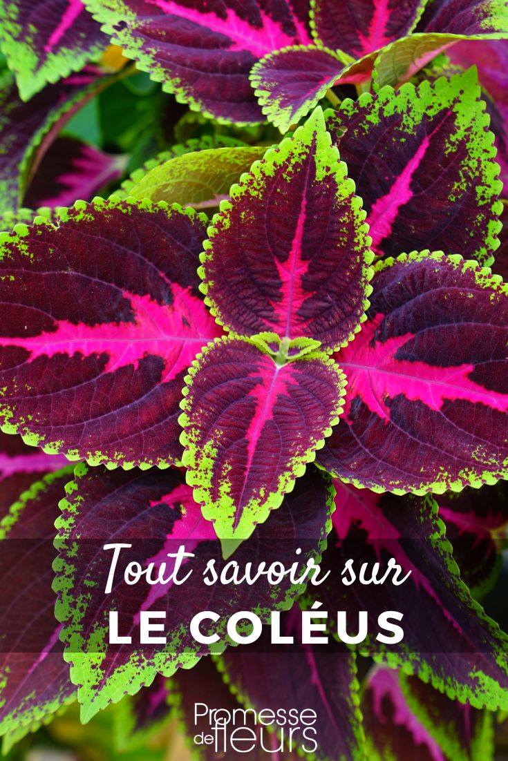 foglie di Coleus