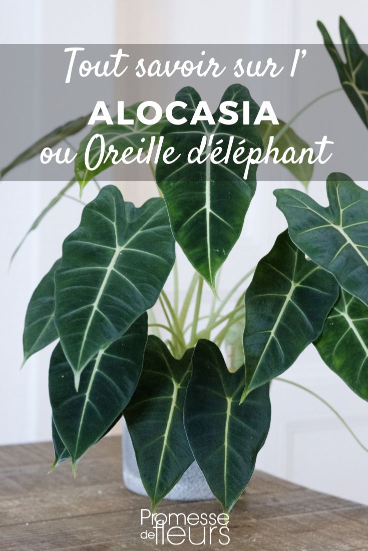 Orecchio di elefante