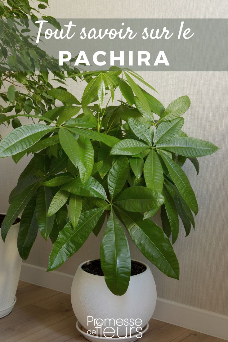 Pachira: piantagione, coltivazione, cura