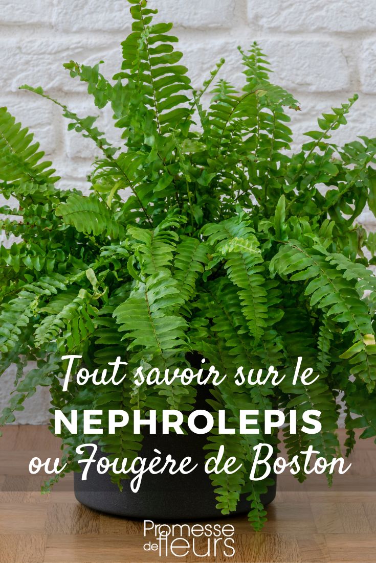 Felce di Boston (Nephrolepis): Coltivazione e cura
