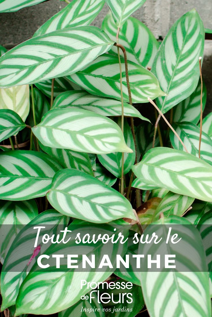 Ctenanthe Setosa Esotica