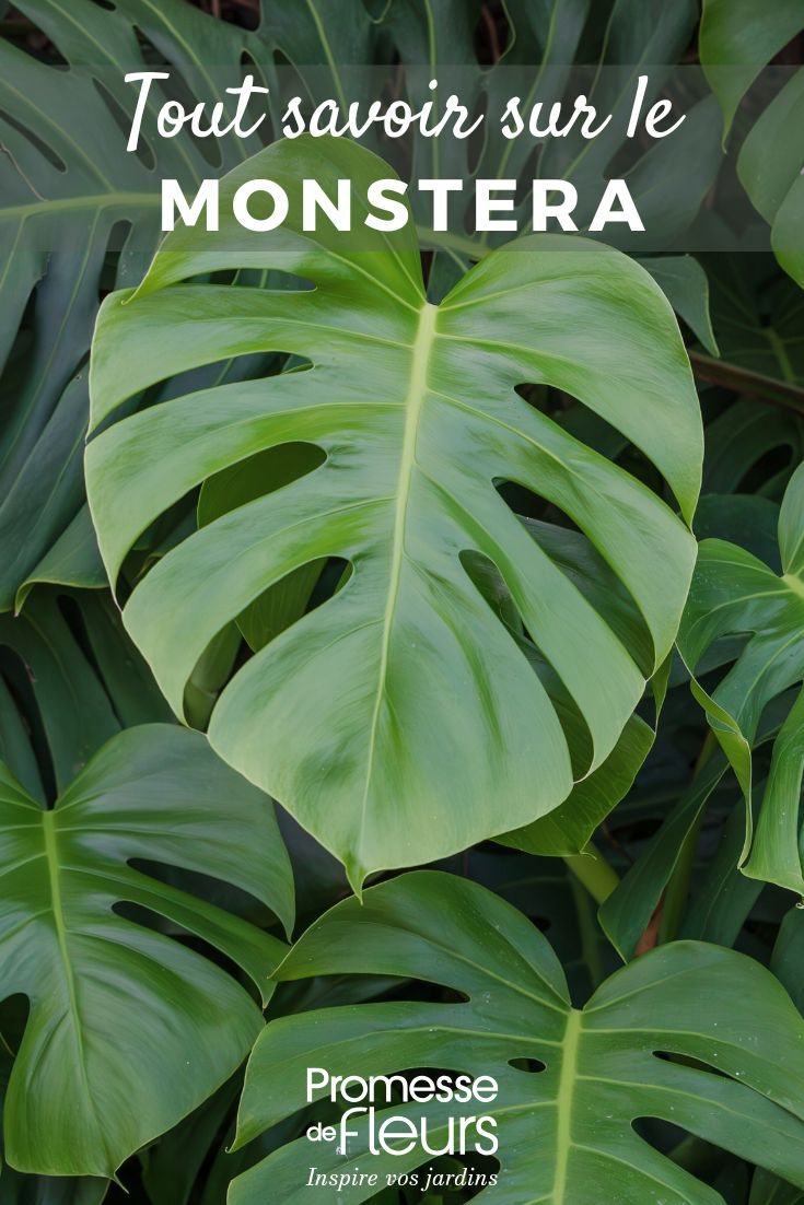 come prendersi cura di un monstera