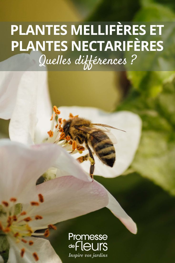 le piante mellifere e piante nettarifere del giardino: come distinguerle