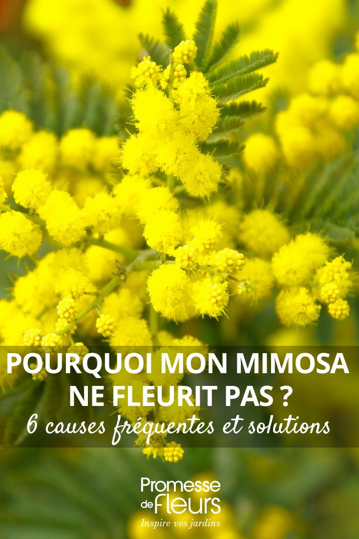 fiori gialli di mimosa