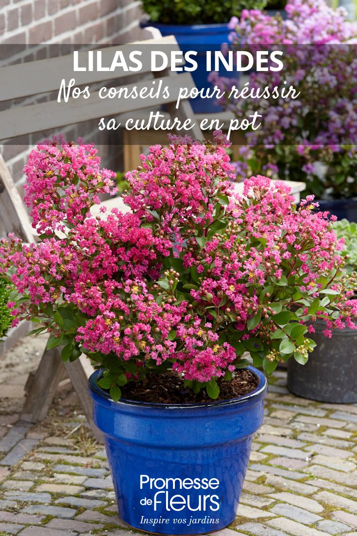 un lillà delle Indie in vaso