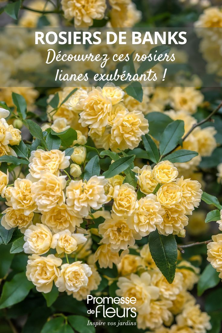 Rosa di Banks Lutea - Rosa banksiae