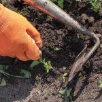 Giardinaggio per principianti: la sarchiatura, cos'è? Come si fa?