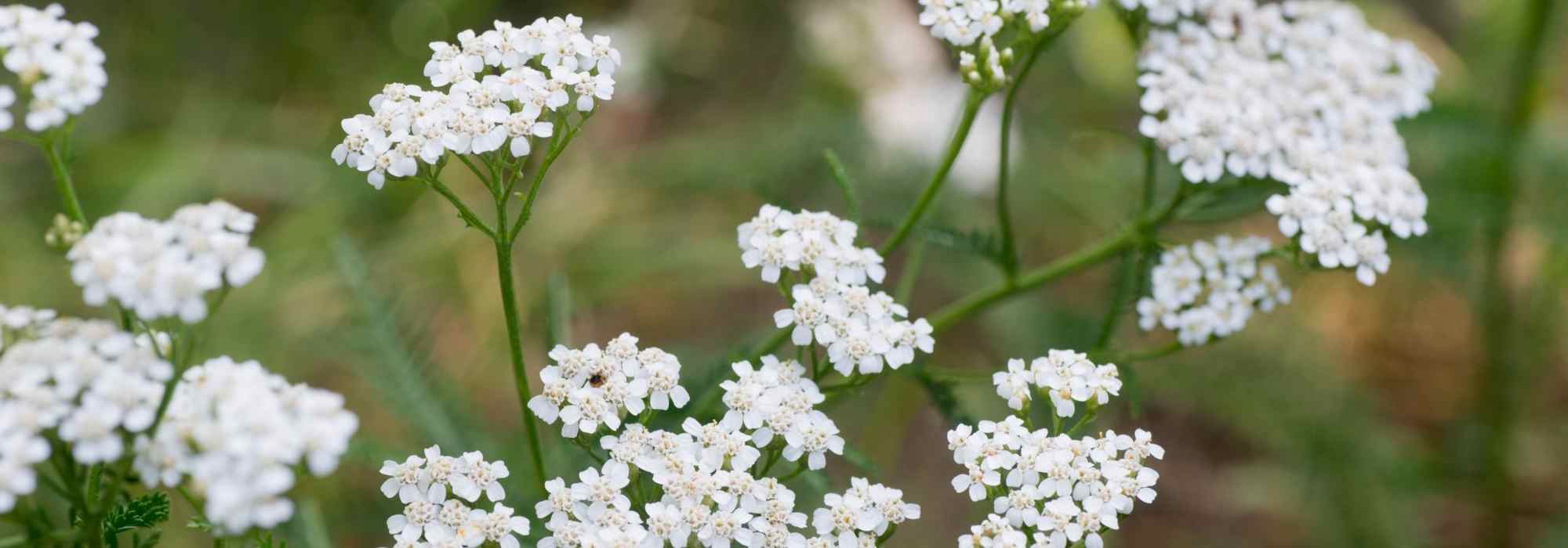 Achillea millefolium: una pianta da coltivare per le sue virtù medicinali