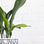 Aspidistra in casa: la cura durante le stagioni