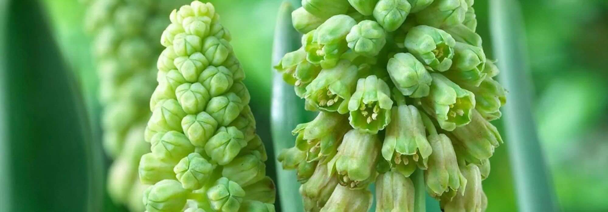 7 bulbi da fiore verdi per una primavera insolita ed elegante