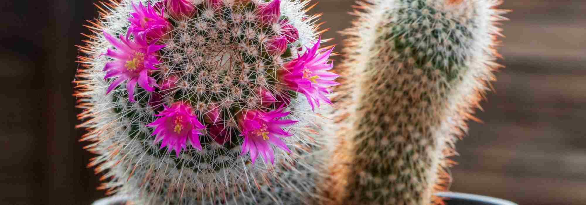 Far fiorire i cactus: le nostre soluzioni e trucchi infallibili