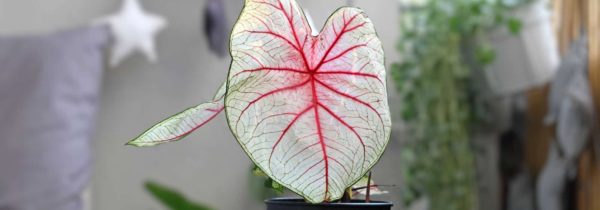 Caladium in casa: la cura durante le stagioni
