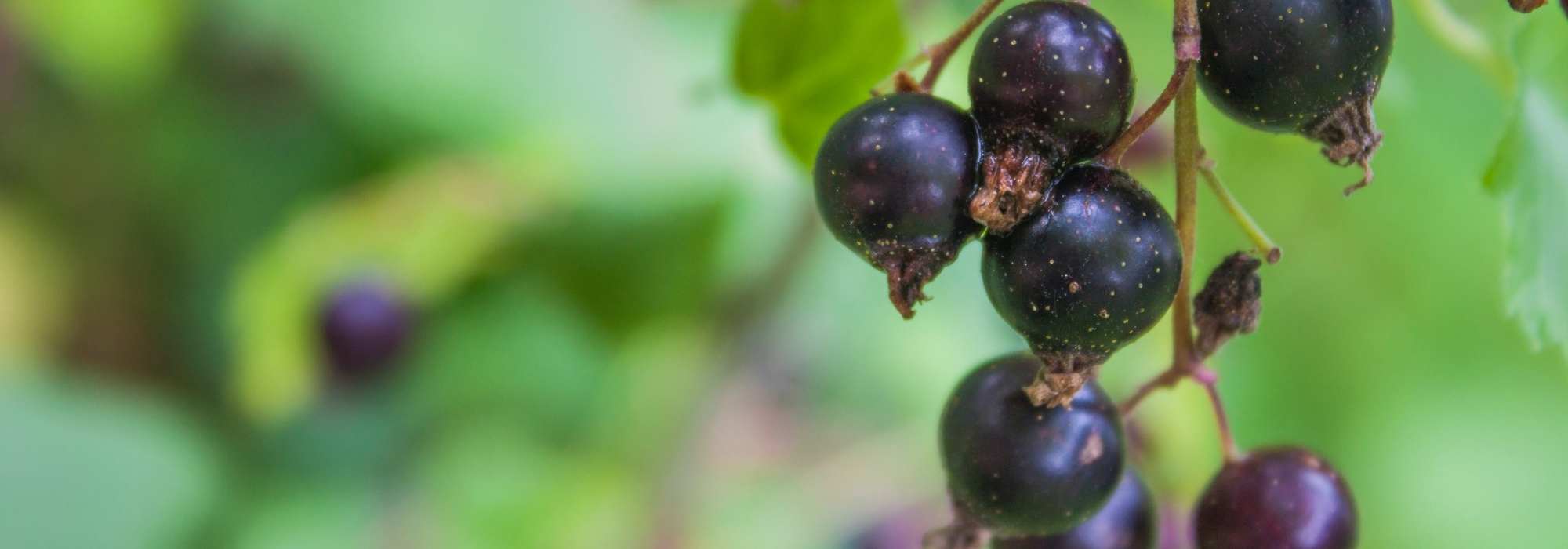 Il ribes nero: un arbusto da frutto da coltivare per le sue virtù medicinali