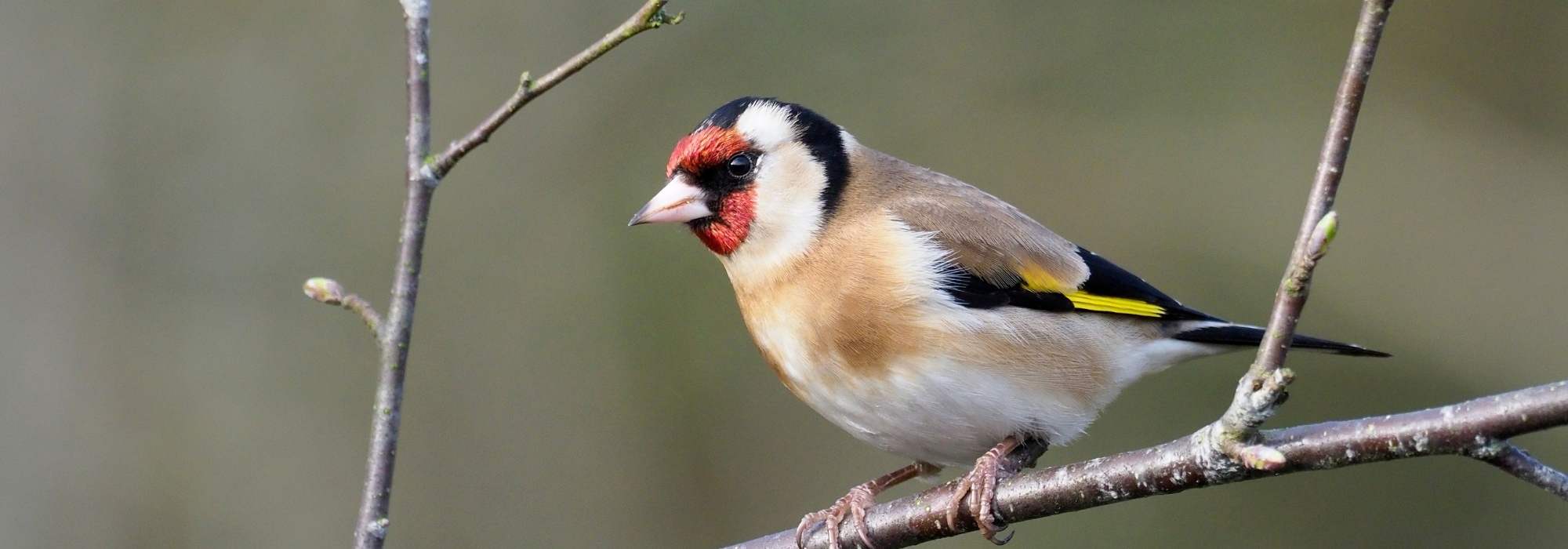 Uccelli da giardino: come riconoscere e attirare il Carduelis carduelis?