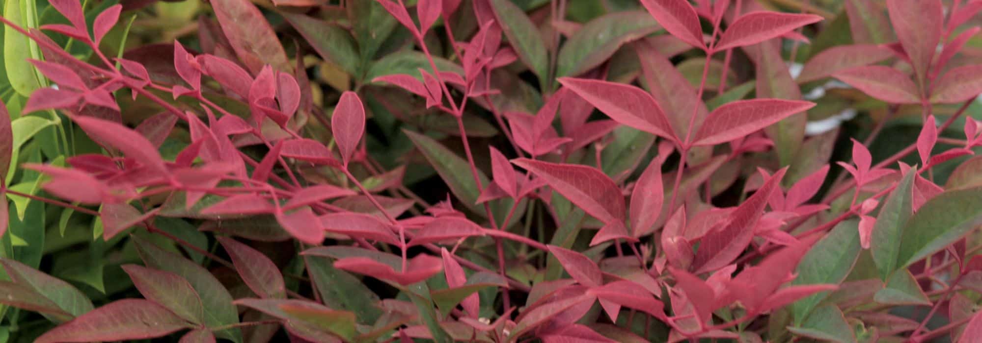 Quale Nandina o bambù sacro scegliere per il tuo giardino o la tua terrazza?