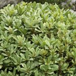 Come moltiplicare il pittosporo per talea?