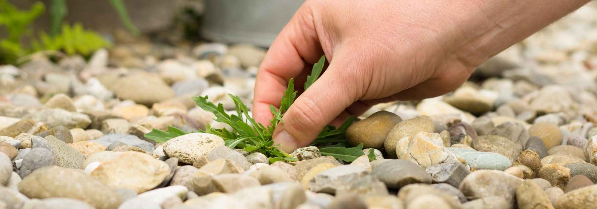 Diserbare una terrazza, un cortile o un vialetto: i nostri consigli