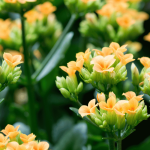 Kalanchoe: coltivazione e cura