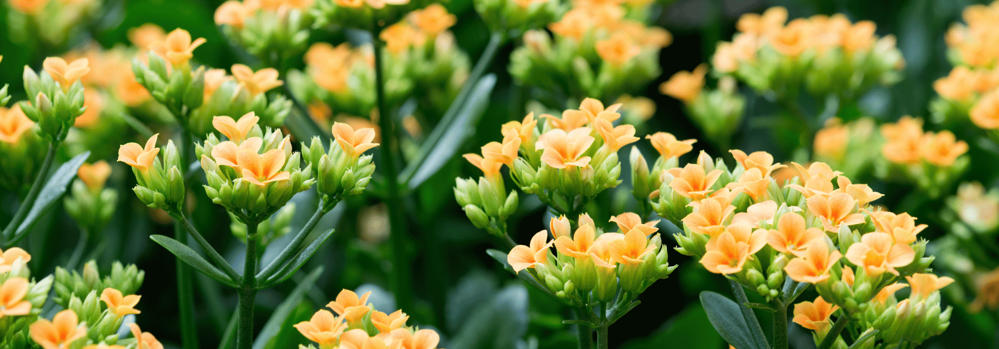 Kalanchoe: coltivazione e cura