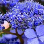 Ortensia blu: i nostri consigli per ottenere fiori di un blu intenso