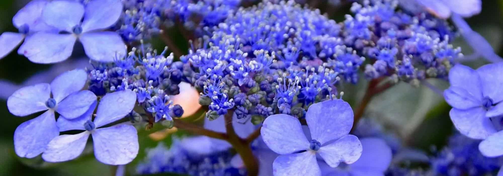Ortensia blu: i nostri consigli per ottenere fiori di un blu intenso