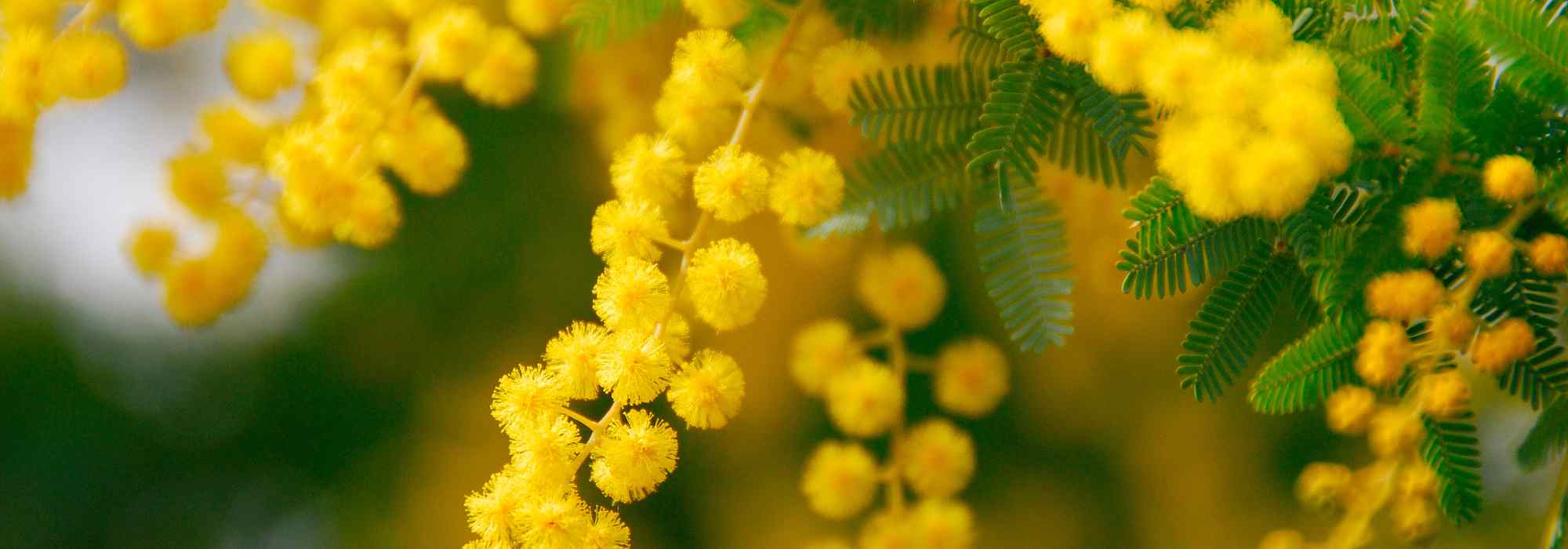 Mimosa profumato: le varietà più belle per un giardino fiorito e fragrante