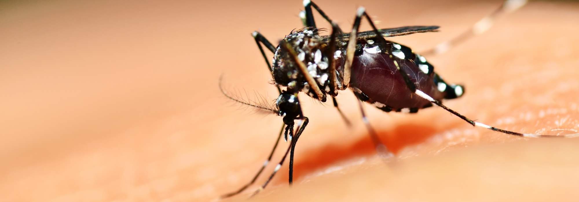 La zanzara tigre in giardino: come liberarsene?