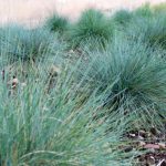 Come moltiplicare la Festuca?