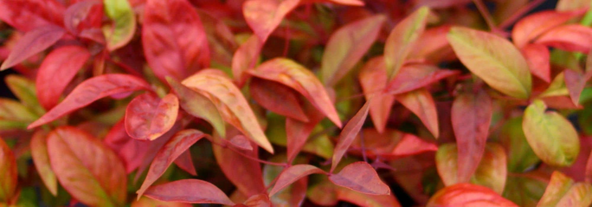 Bambù sacro: i più bei Nandina da coltivare in vaso