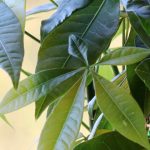 Pachira: piantagione, coltivazione e cura