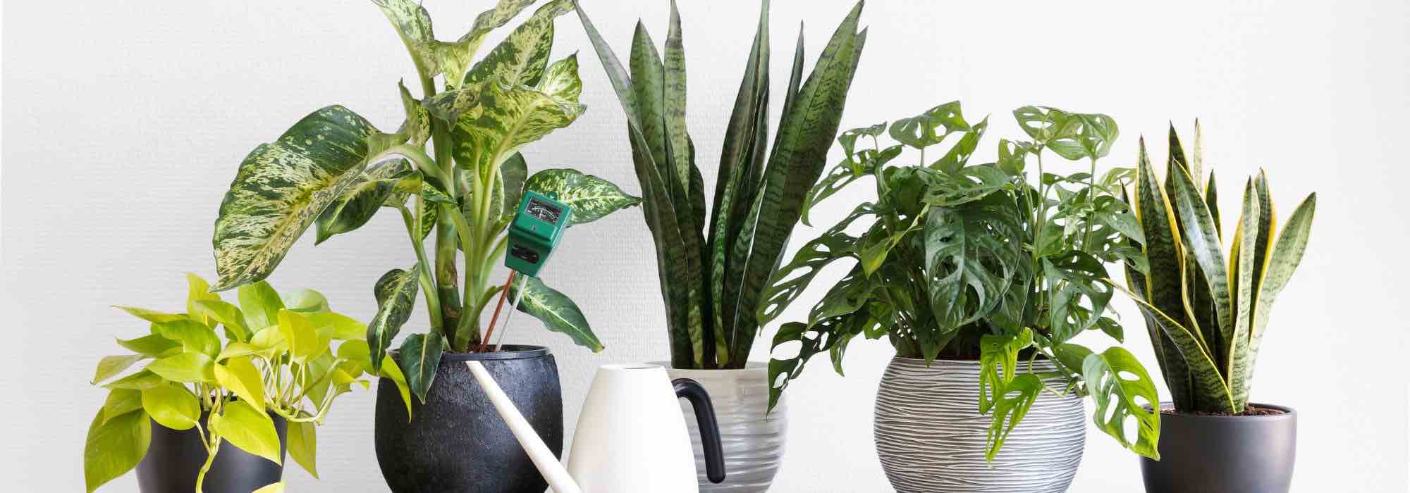 Le principali malattie e parassiti delle piante d'appartamento