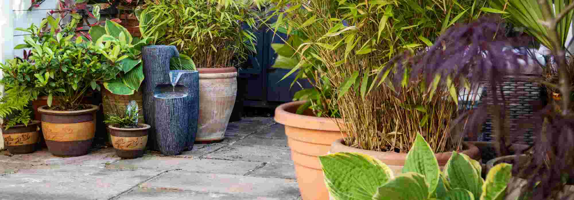 Quali piante scegliere per allestire un cortile interno?