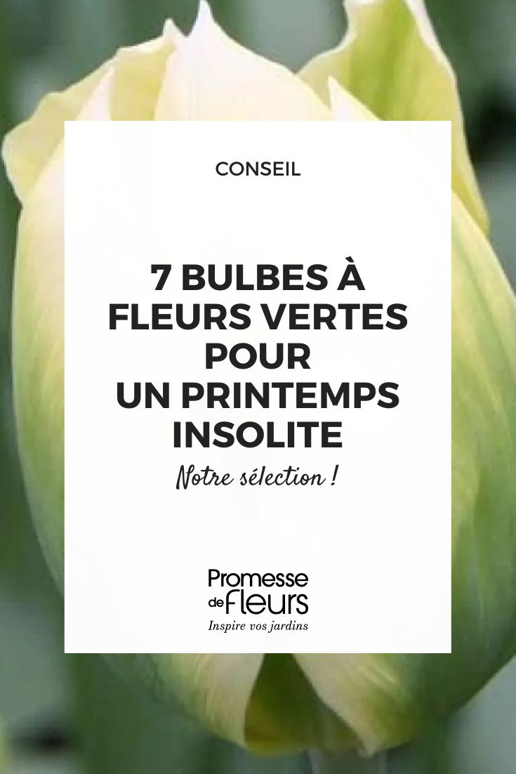 tulipano Spring Green