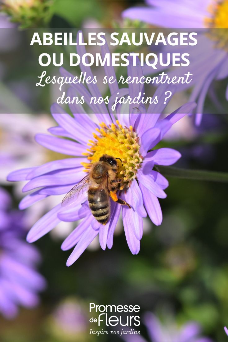 ape che bottina un fiore