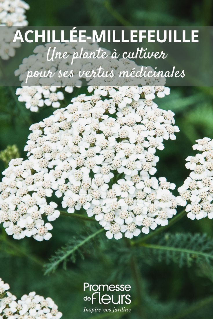 fiori bianchi dell'Achillea millefolium