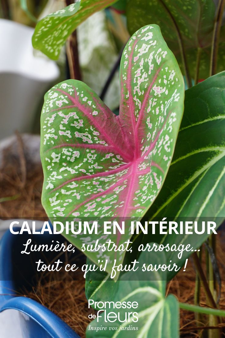 Caladium Bicolor