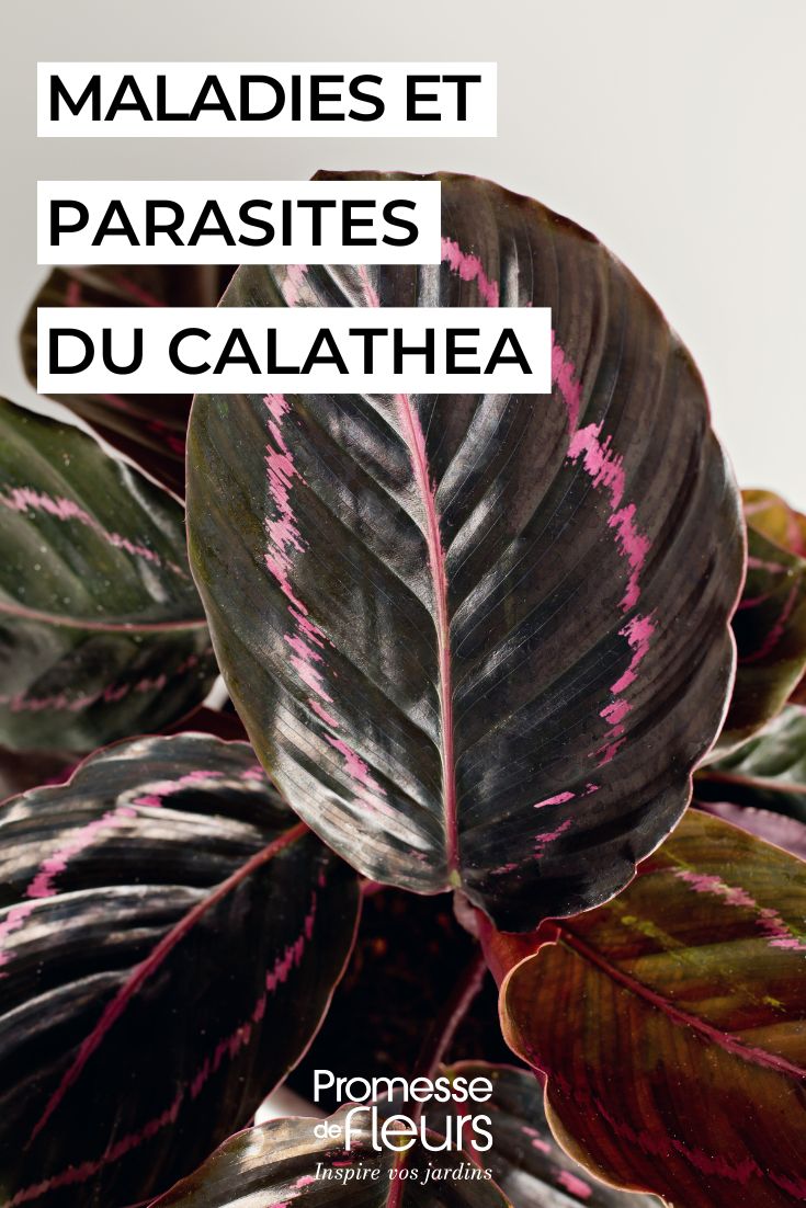 curare la CALATHEA