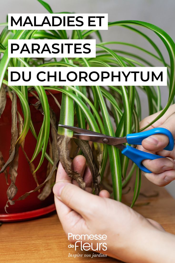 curare il CHLOROPHYTUM