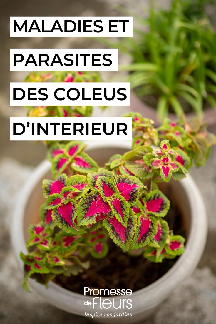 Coleus, come prendersene cura