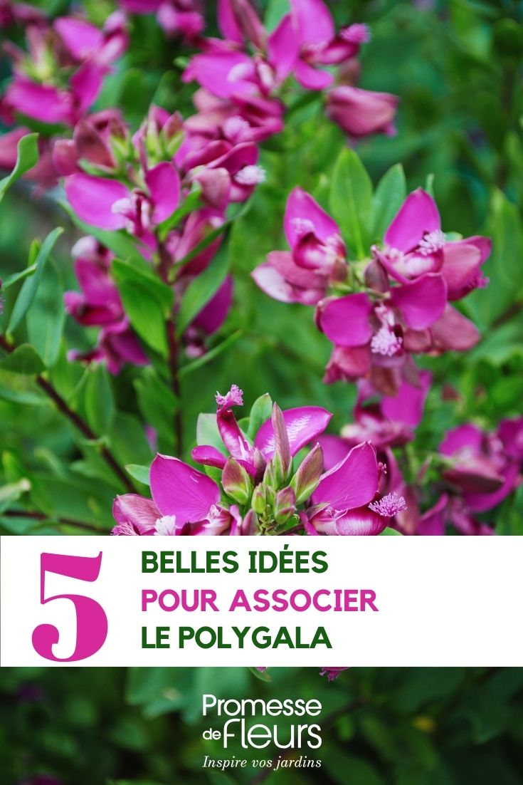 idee per l'abbinamento del Polygala