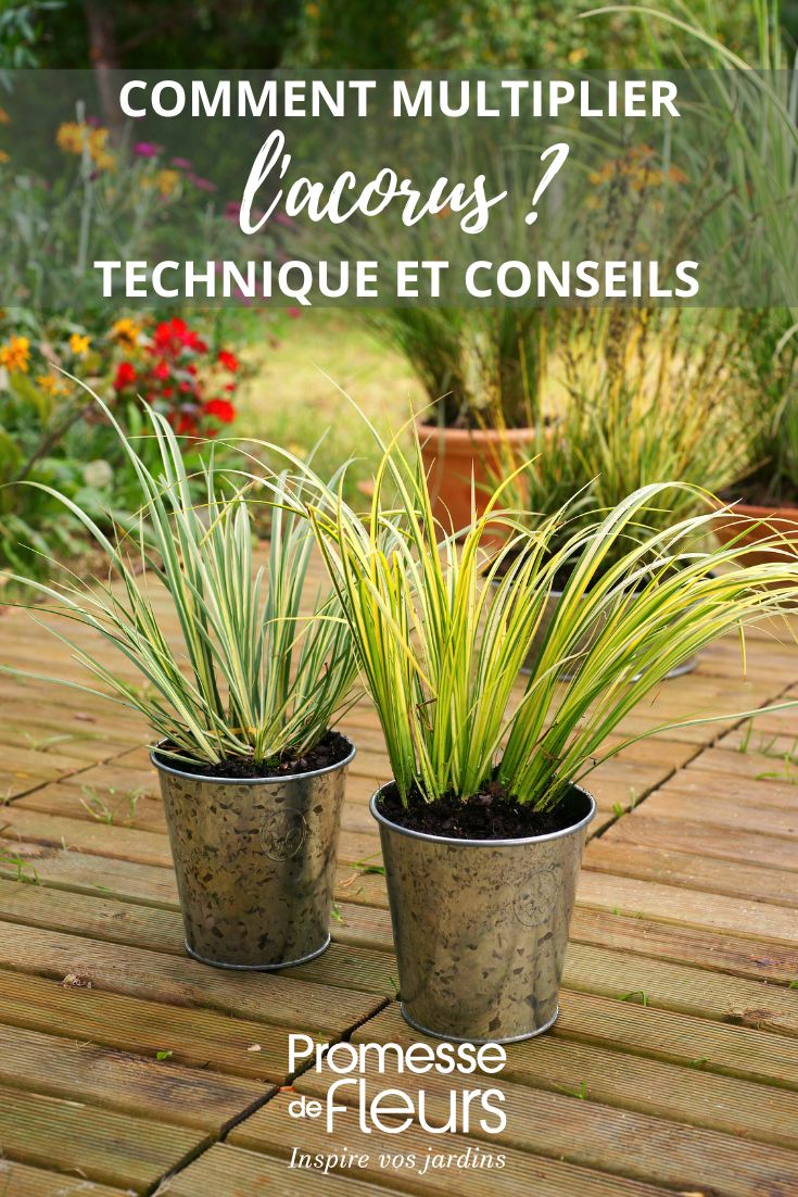 moltiplicazione e divisione dell'acorus